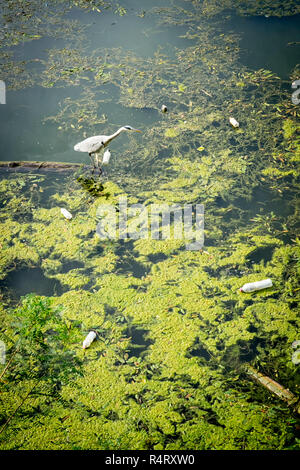 Heron cercando di pesci tra inquinamento di plastica in Firenze, Italia. Foto Stock