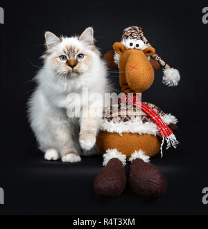 Carino tabby point sacro Birman gattino seduto con morbidi di renne, guardando la telecamera con gli occhi blu. Isolato su sfondo nero. Foto Stock