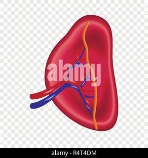 Struttura di milza umana icona. Illustrazione realistica di struttura di milza umana icona vettore per su sfondo trasparente Illustrazione Vettoriale