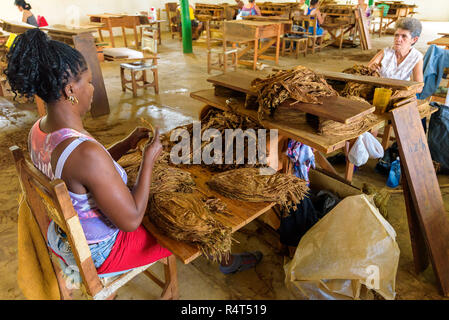 Viñales Cuba - Feb 2018: Donne cubane e di cernita dei tabacchi da arrotolare le foglie di tabacco in fabbrica di sigari in Vinales Foto Stock