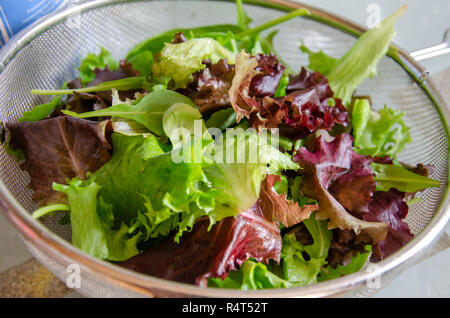 Un misto di foglie di insalata in una cullender come parte della preparazione di un pasto. Foto Stock