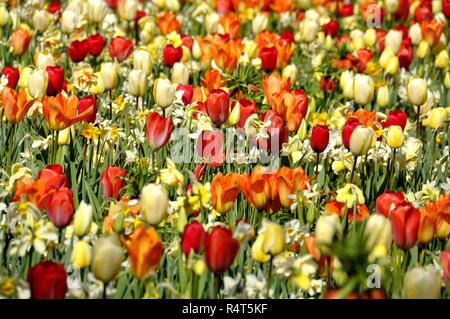 Tulipani e narcisi in diversi colori Foto Stock