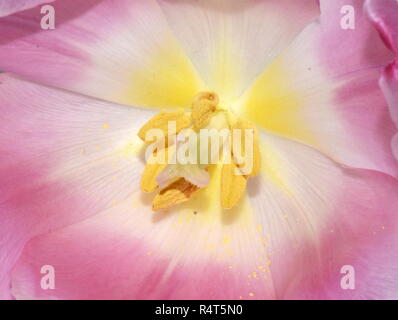 Primo piano sul lato interno di un rosa tulip Foto Stock