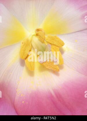 Primo piano sul lato interno di un rosa tulip Foto Stock