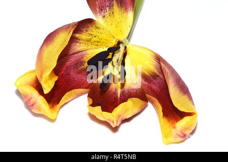 Primo piano sul lato interno di un bianco e rosso tulip Foto Stock