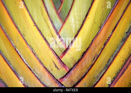 Primo piano sulla corteccia di un albero di viaggiatori Foto Stock