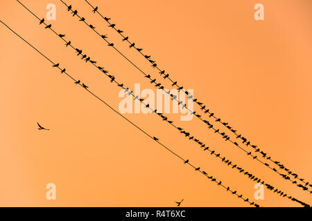 Sagome di rondini sui fili. Al tramonto il filo e rondini Foto Stock