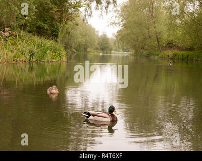 Due maschi e femmine di germani reali close up sulle rive di un fiume in luce a molla Foto Stock