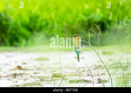 Colorata Blu-tailed gruccione appollaiato Foto Stock