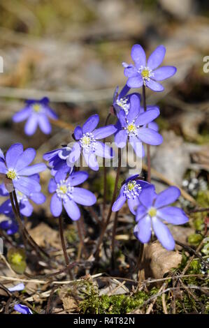 Il blue anemone Hepatica nobilis fioritura in primavera Foto Stock