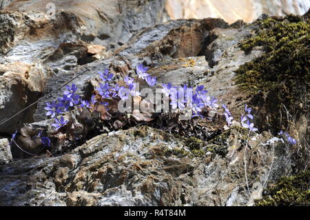 Il blue anemone Hepatica nobilis cresce in una bocchetta a lancia Foto Stock
