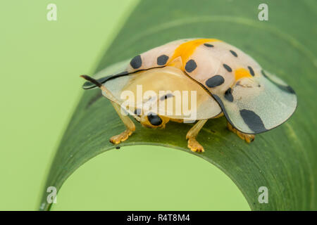 Carino bella rara tartaruga coleotteri close-up Foto Stock