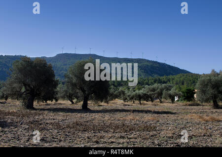 Le turbine eoliche sulla montagna e oliveto sul cielo blu sullo sfondo Foto Stock