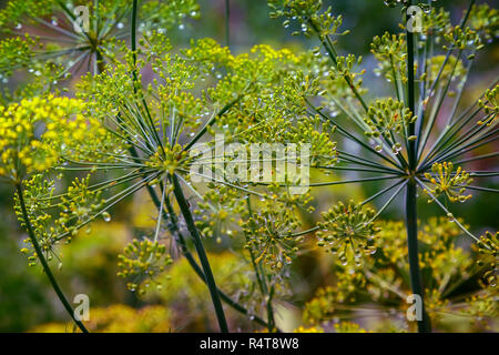 Infiorescenza di semi di aneto in gocce di rugiada close-up Foto Stock