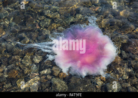 Feuerqualle, Feuer-Qualle, Gelbe Haarqualle, Haar-Qualle, Qualle, Cyanea capillata, leone la criniera, Lion's mane meduse, meduse giganti, hairy stinger Foto Stock