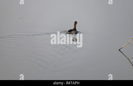 Un anatra è visto nuotare in un lago Foto Stock