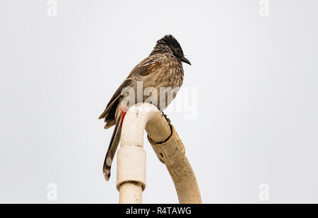 Un Rosso sfiatato Bulbul è visto in cerca di cibo. Foto Stock