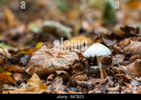 Un piccolo fungo bianco (inocybe geophylla) è crescente tra brown caduta foglie in una foresta durante l'autunno. Foto Stock