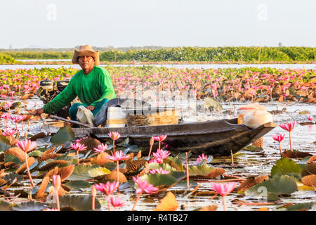 Phatthalung, Tailandia - 28 Febbraio 2016: barcaiolo è un modo attraverso il water lilies on Thale Noi lago. Il lago è una riserva naturale. Foto Stock