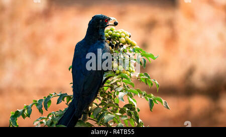 Un isolato Drongo uccello è visto mangiare semi in una mattina di sole. Foto Stock