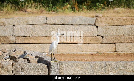 Una Garzetta/Heron è visto in piedi su una roccia. Foto Stock