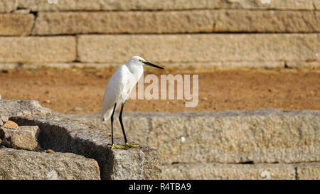 Un grande Heron è in piedi su una roccia. Foto Stock