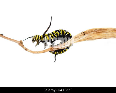 Farfalla monarca caterpillar su sfondo bianco Foto Stock