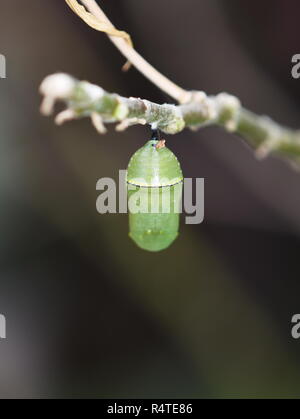Le pupe della farfalla monarca appesi da un ramoscello Foto Stock