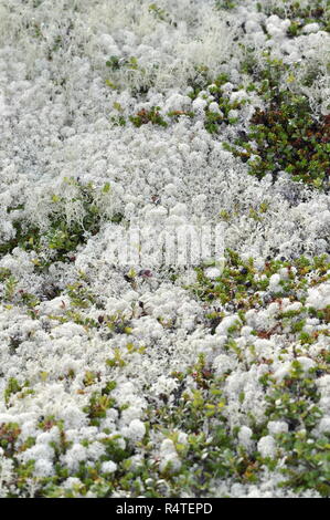 Diverse specie di licheni delle renne Cladonia sp. per crescere insieme Foto Stock