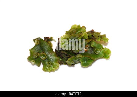 L'ombrello liverwort Marchantia polymorpha isolati su sfondo bianco Foto Stock