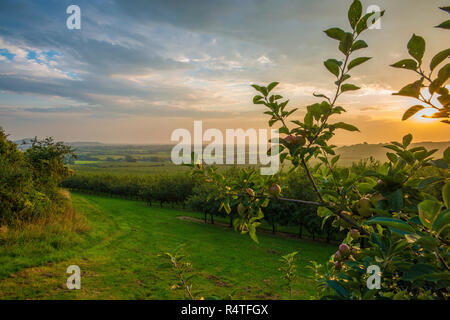 Tramonto a un sidro Meleto in Shiplate, Somerset, Settembre 2018 Foto Stock