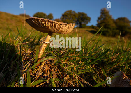 Lepiota in un prato Foto Stock