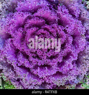 Cavolo ornamentale. Foto Stock