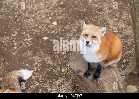 Fox guardando in alto e in attesa di cibo Foto Stock