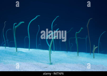 Gruppo di Red Sea Garden anguille (Gorgasia sillneri), si nutrono di plancton flottante tramite loro inclinazione verso l'esterno del fondo sabbioso, Eel Garden Foto Stock