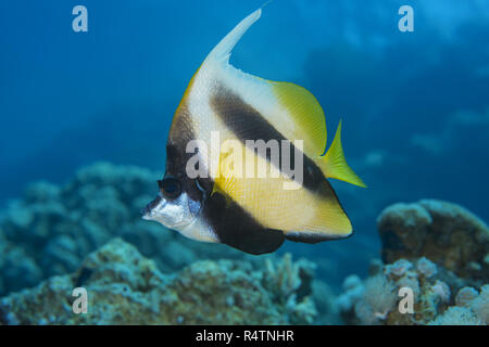 Pennant coralfish (Heniochus acuminatus) vicino a Coral Reef, Mar Rosso, Sharm El Sheikh, Sinai, Egitto Foto Stock