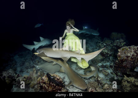 Bella donna in abito giallo in posa subacquei con Bruno di squalo nutrice (Nebrius ferrugineus), Riprese notturne, Oceano Indiano Foto Stock
