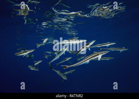 Scuola di pesce remora (Echeneis naucrates) mangiare sotto la superficie dell'acqua, Oceano Indiano, Maldive Foto Stock