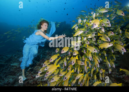 Bella donna in vestito blu con scuola di pesce Bluestripe Lutiani (Lutjanus kasmira), Oceano Indiano, Maldive Foto Stock