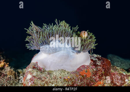Maldive anemonefish (Amphiprion nigripes) in rosa magnifica anemone marittimo (Heteractis magnifica), Oceano Indiano, Maldive Foto Stock