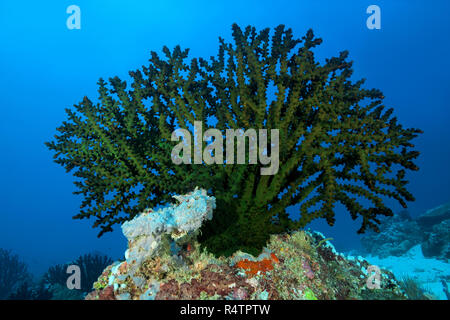 Sole Nero corallo (Tubastraea micranthus), Oceano Indiano, Maldive Foto Stock