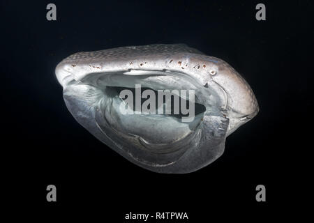 Squalo balena (Rhincodon typus) con bocca aperta, alimentando krill nella notte, Oceano Indiano, Maldive Foto Stock