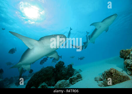 Due fulvo squalo nutrice (Nebrius ferrugineus) nuota nelle acque blu, Indo-pacifico Oceano, Maldive Foto Stock