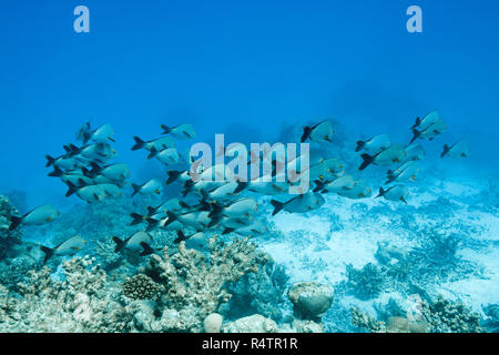 Scuola di Humpback Lutianido (Lutjanus gibbus), Oceano Indiano, Maldive Foto Stock