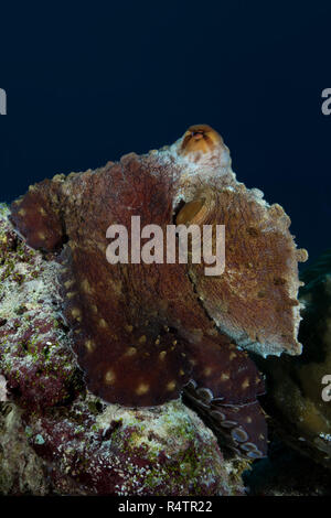 Big Blue Polpo (Octopus cyanea) è seduto sulla cima della scogliera, Oceano Indiano, Maldive Foto Stock