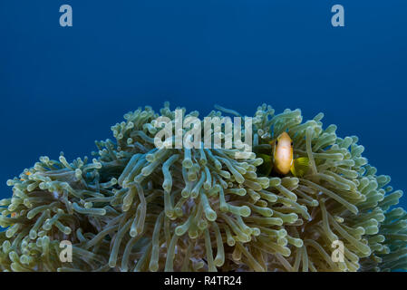 Maldive anemonefish (Amphiprion nigripes) in anemone, Oceano Indiano, Maldive Foto Stock