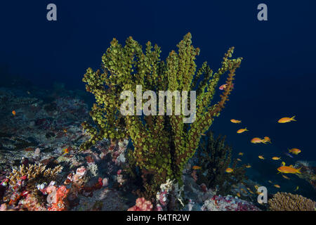Sole Nero corallo (Tubastraea micranthus), Oceano Indiano, Maldive Foto Stock