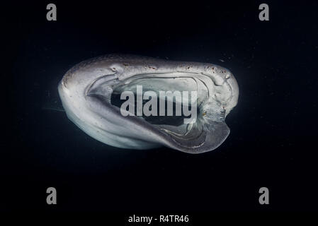 Ritratto di animale di squalo balena (Rhincodon typus), con gravi lesioni filtro-plancton alimentazione nella notte, Oceano Indiano Foto Stock