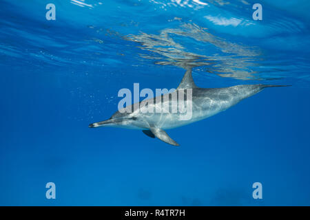 Spinner (Delfino Stenella longirostris) nuota nelle acque blu che riflette al di fuori della superficie, Mar Rosso, Sataya Reef, Marsa Alam Foto Stock