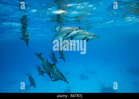 Pod di delino (Stenella longirostris) nuotare sotto la superficie dell'acqua blu, Mar Rosso, Sataya Reef, Marsa Alam, Egitto Foto Stock